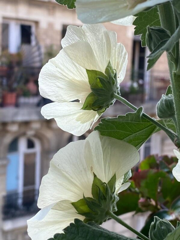 Alcathea 'Parkallee' au début de l'été sur mon balcon parisien, Paris 19e (75)