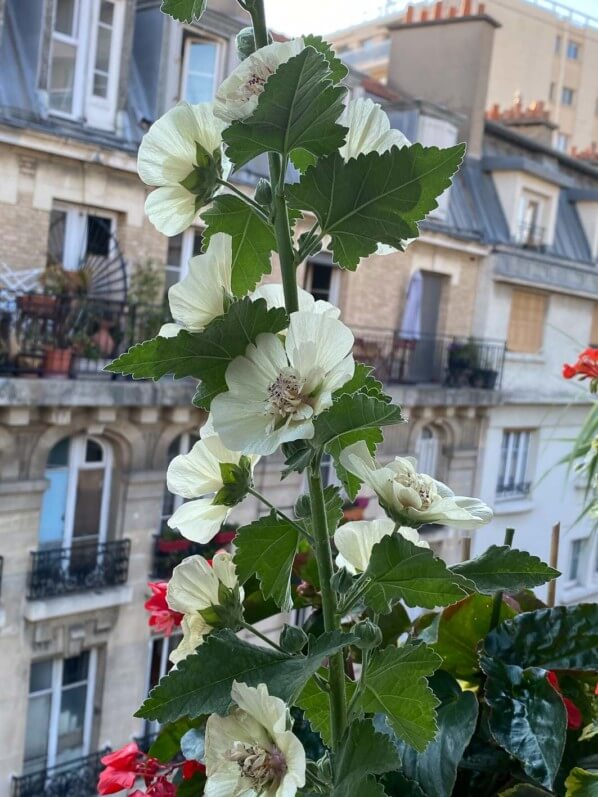 Alcathea 'Parkallee' au début de l'été sur mon balcon parisien, Paris 19e (75)
