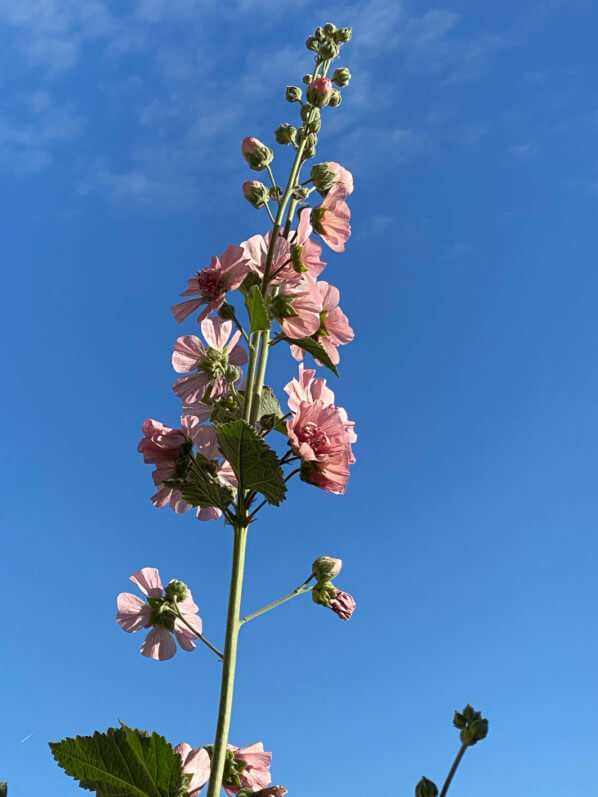 Alcathea x suffrutescens 'Parkfrieden' en été sur mon balcon parisien, Paris 19e (75)