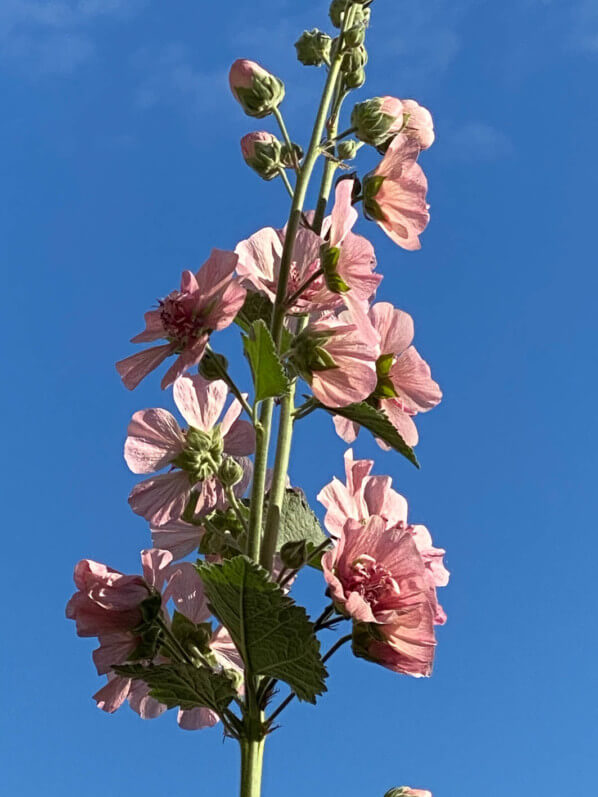 Alcathea x suffrutescens 'Parkfrieden' en été sur mon balcon parisien, Paris 19e (75)