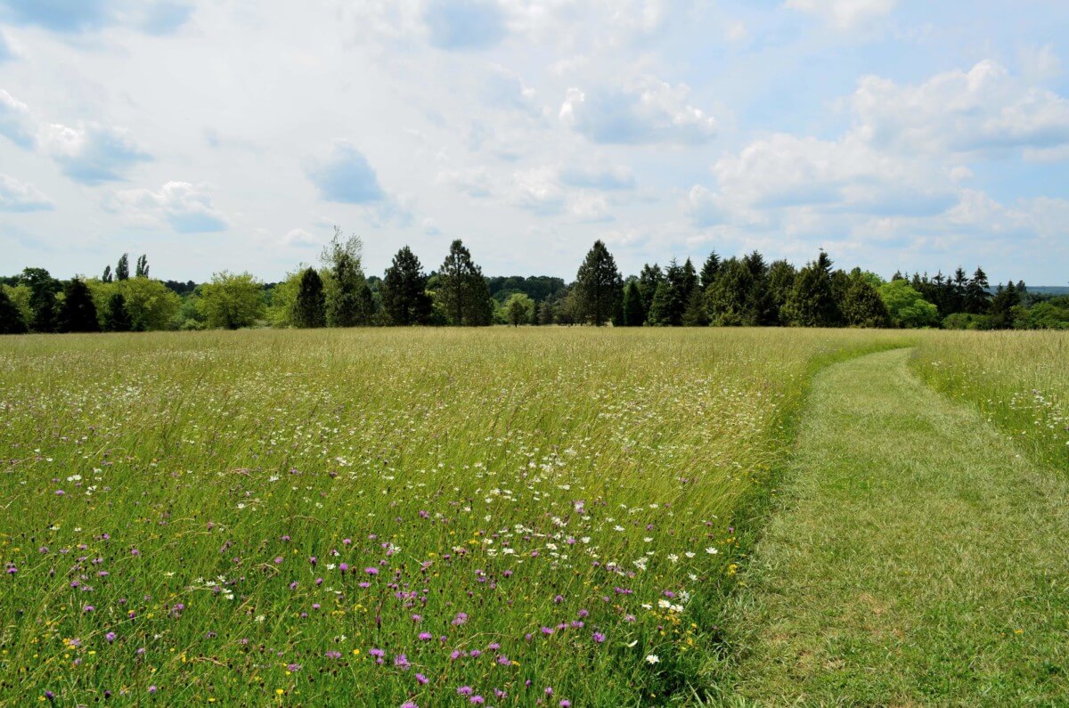 Lire la suite à propos de l’article Réouverture de l’Arboretum de Versailles-Chèvreloup 2020 le 5 juin 2020