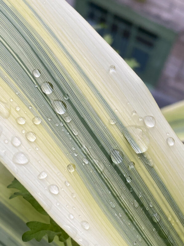 Gouttes d'eau de pluie sur le feuillage de l'Arundo donax 'Variegata Compact Elly' au printemps sur mon balcon parisien, Paris 19e (75)