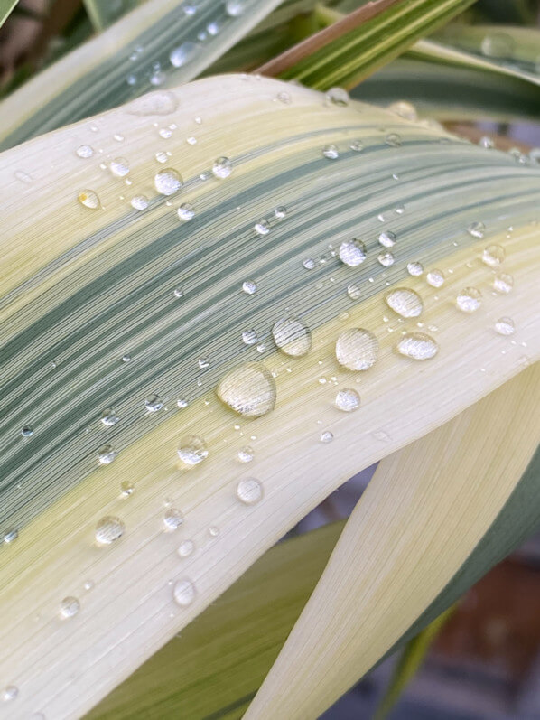 Gouttes d'eau de pluie sur le feuillage de l'Arundo donax 'Variegata Compact Elly' au printemps sur mon balcon parisien, Paris 19e (75)