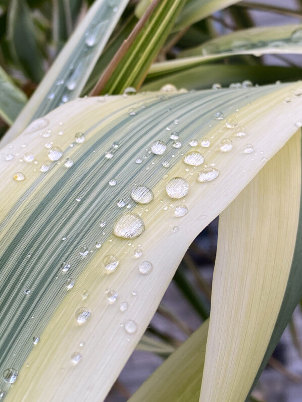 Gouttes d'eau de pluie sur le feuillage de l'Arundo donax 'Variegata Compact Elly' au printemps sur mon balcon parisien, Paris 19e (75)