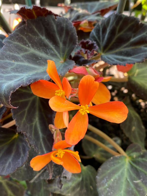 Begonia 'Glowing Embers', bégonia tubéreux, Bégoniacées, au printemps sur mon balcon parisien, Paris 19e (75)