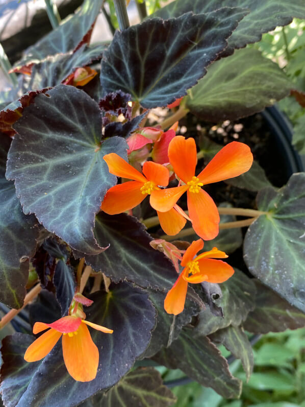 Begonia 'Glowing Embers', bégonia tubéreux, Bégoniacées, au printemps sur mon balcon parisien, Paris 19e (75)