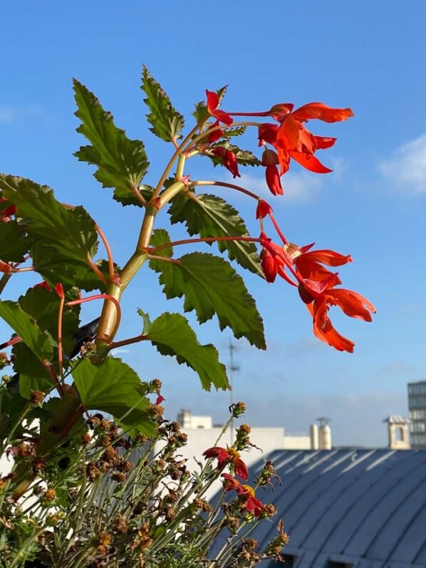 Bégonia tubéreux au début de l'été sur mon balcon parisien, Paris 19e (75)