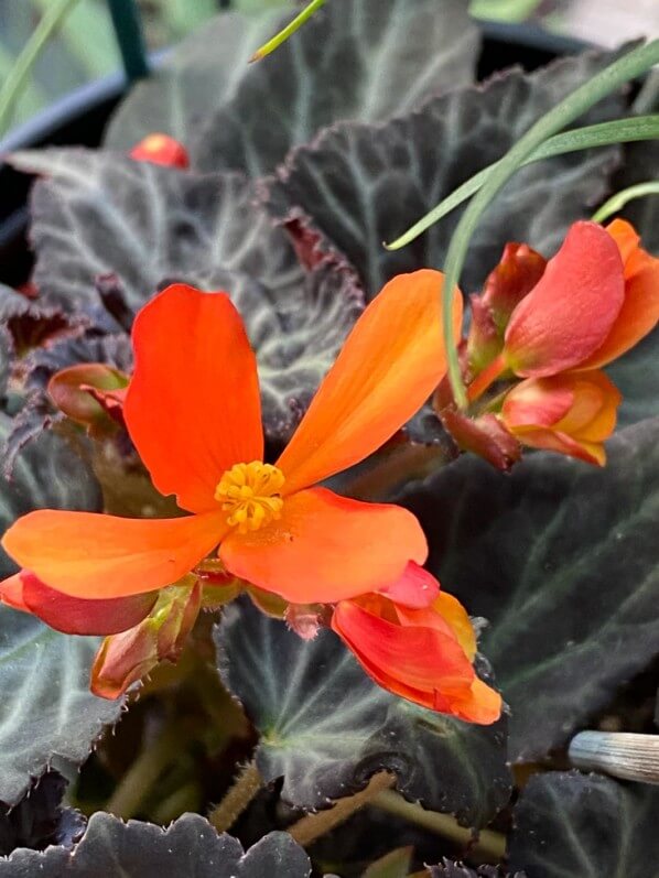 Begonia 'Glowing Embers', bégonia tubéreux, Bégoniacées, au printemps sur mon balcon parisien, Paris 19e (75)