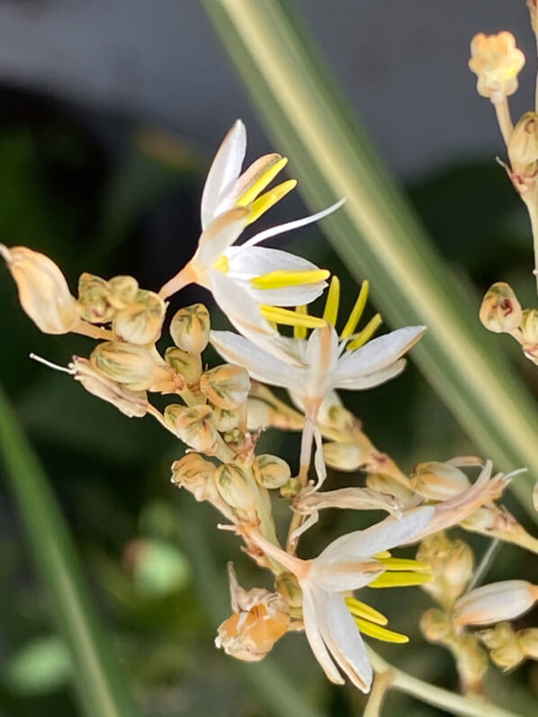 Chlorophytum au début de l'été sur mon balcon parisien, Paris 19e (75)