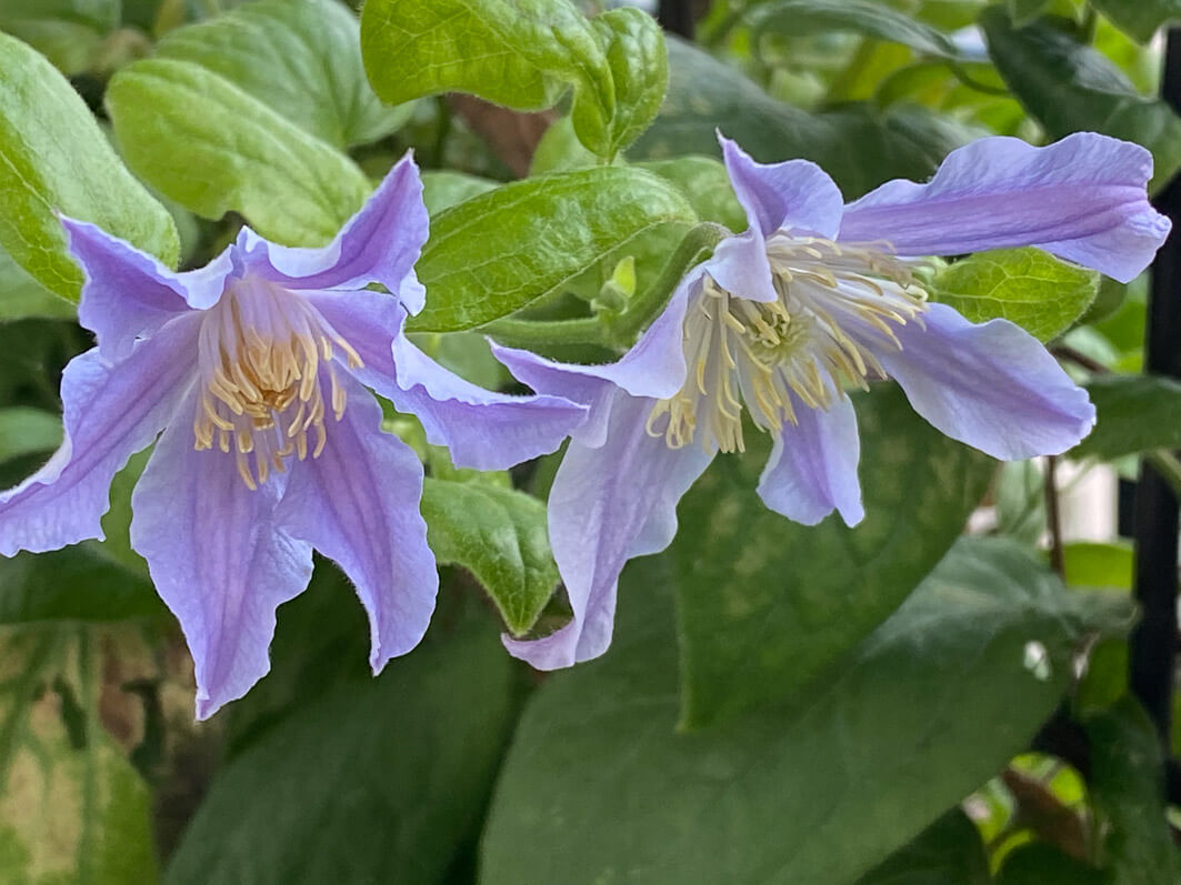Lire la suite à propos de l’article Les floraisons sur mon balcon parisien à la fin juin