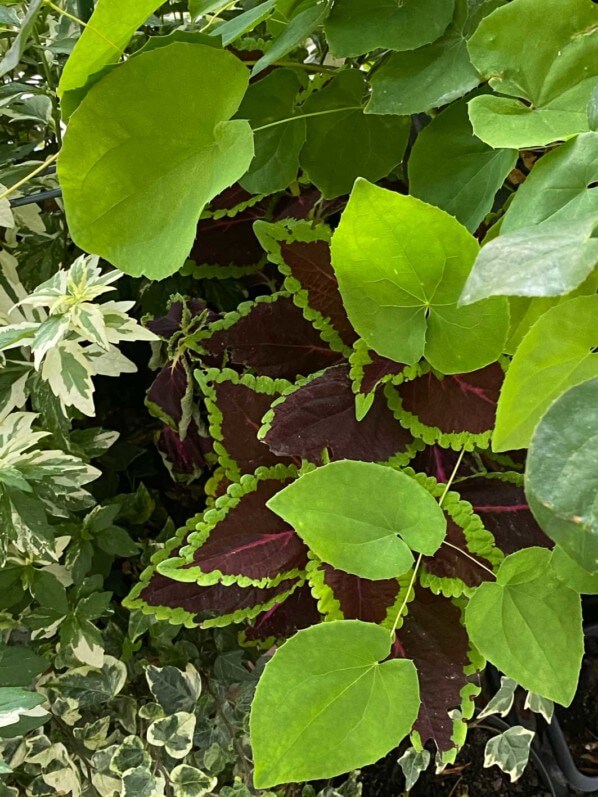 Epimedium, coléus et aster au début de l'été sur mon balcon parisien, Paris 19e (75)