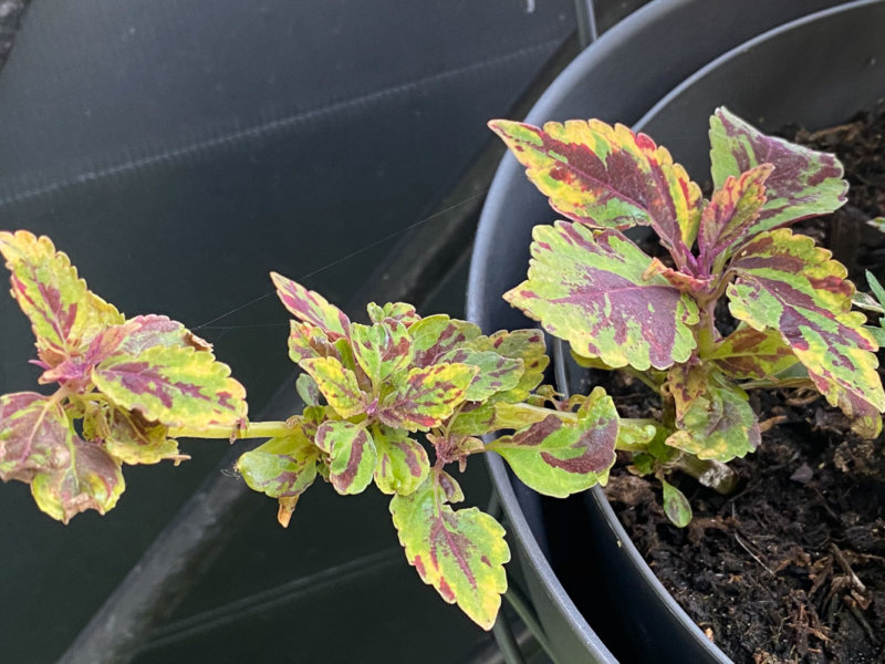 Coléus (Solenostemon) 'Combat' à la fin du printemps sur mon balcon parisien, Paris 19e (75)