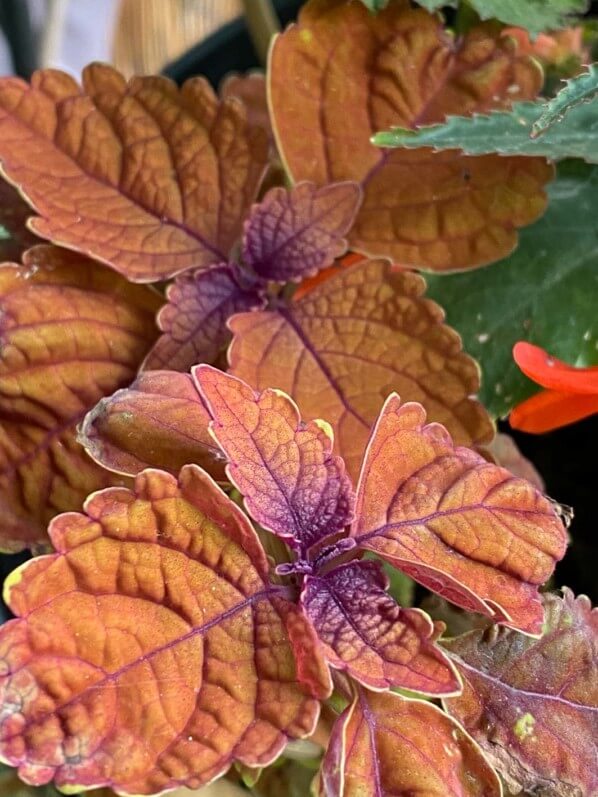 Coléus (Solenostemon) à la fin du printemps sur mon balcon parisien, Paris 19e (75)