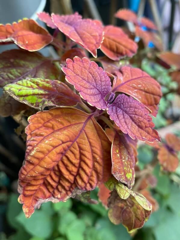 Coléus (Solenostemon) à la fin du printemps sur mon balcon parisien, Paris 19e (75)