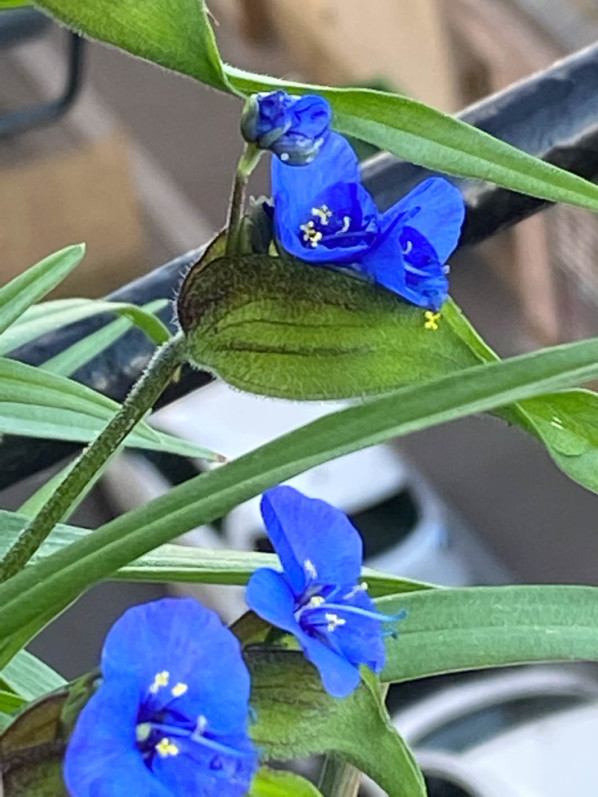 Commelina dianthifolia, Commélinacées, à la fin du printemps sur mon balcon parisien, Paris 19e (75)