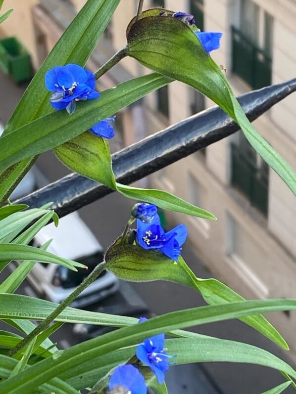 Commelina dianthifolia, Commélinacées, à la fin du printemps sur mon balcon parisien, Paris 19e (75)