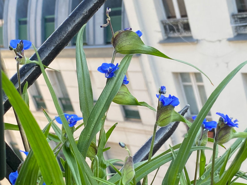 Commelina dianthifolia, Commélinacées, à la fin du printemps sur mon balcon parisien, Paris 19e (75)