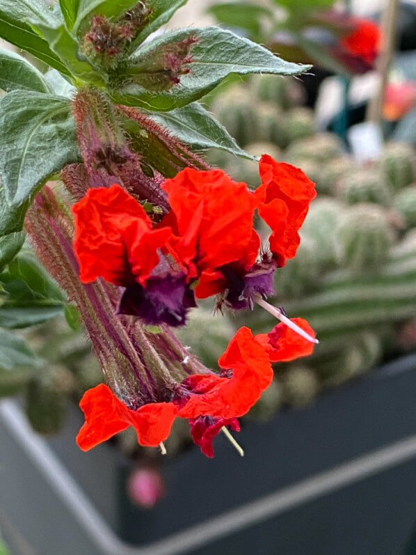 Cuphea llavea 'Tiny Mice' au printemps sur mon balcon parisien, Paris 19e (75)