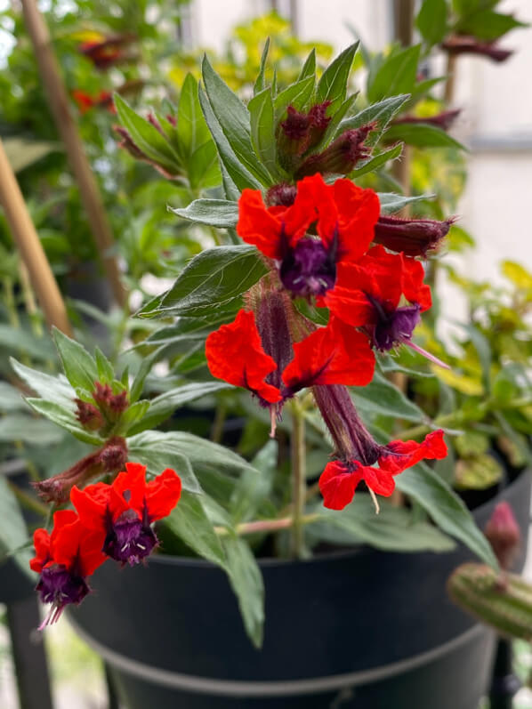 Cuphea llavea 'Tiny Mice' au printemps sur mon balcon parisien, Paris 19e (75)