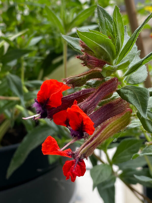 Cuphea llavea 'Tiny Mice' au printemps sur mon balcon parisien, Paris 19e (75)