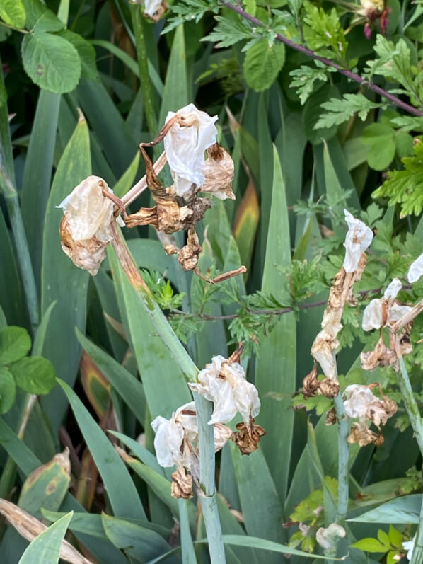 Iris défleuris au printemps dans le Jardin des Plantes, Paris 5e (75)