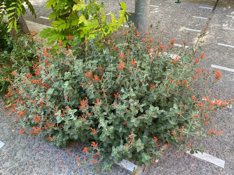 Justicia suberecta ou Dicliptera suberecta, Acanthacées, Jardin du Moulin de la Pointe, Paris 13e (75)