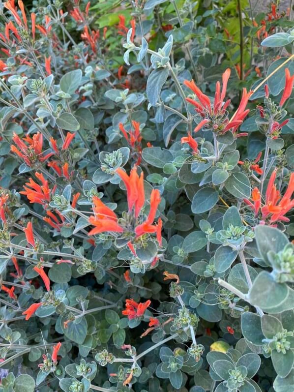 Lire la suite à propos de l’article Coussin fleuri de Dicliptera (Justicia) suberecta dans le Jardin de la Pointe du Moulin (Paris 13e)