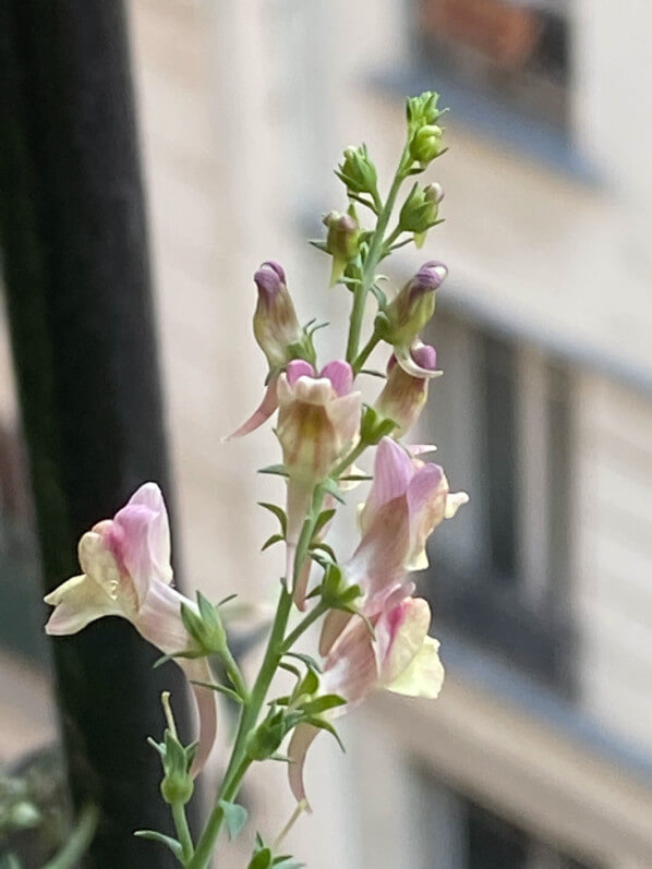 Linaria 'Peachy' au début de l'été sur mon balcon parisien, Paris 19e (75)