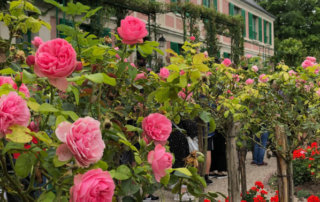 Roses devant la maison, jardins de Claude Monet, Fondation Claude Monet, Giverny (27)