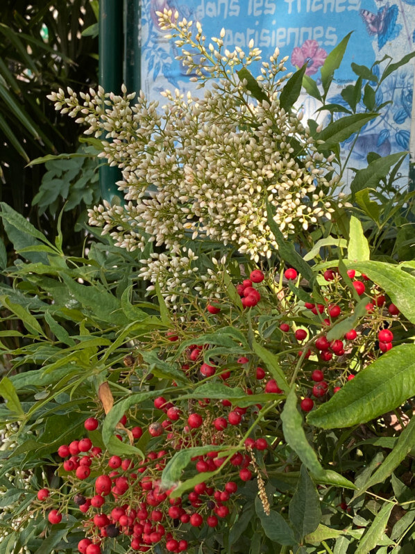 Nandina domestica, boutons floraux, arbuste, Square du Temple - Elie-Wiesel, Paris 3e (75)