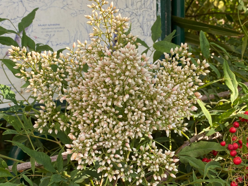 Nandina domestica, boutons floraux, arbuste, Square du Temple - Elie-Wiesel, Paris 3e (75)