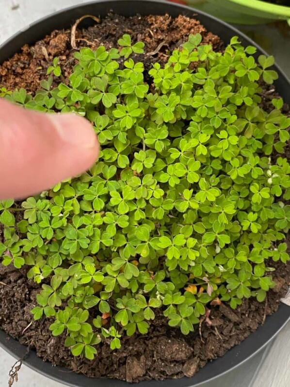 Oxalis magellanica 'Nelson' au printemps sur mon balcon parisien, Paris 19e (75)