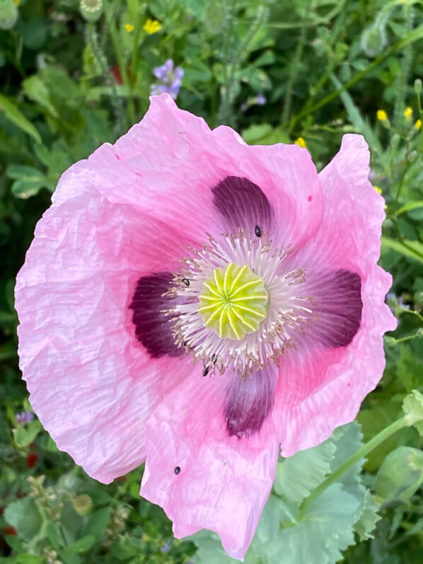 Pavot au printemps dans le Jardin des Plantes, Paris 5e (75)