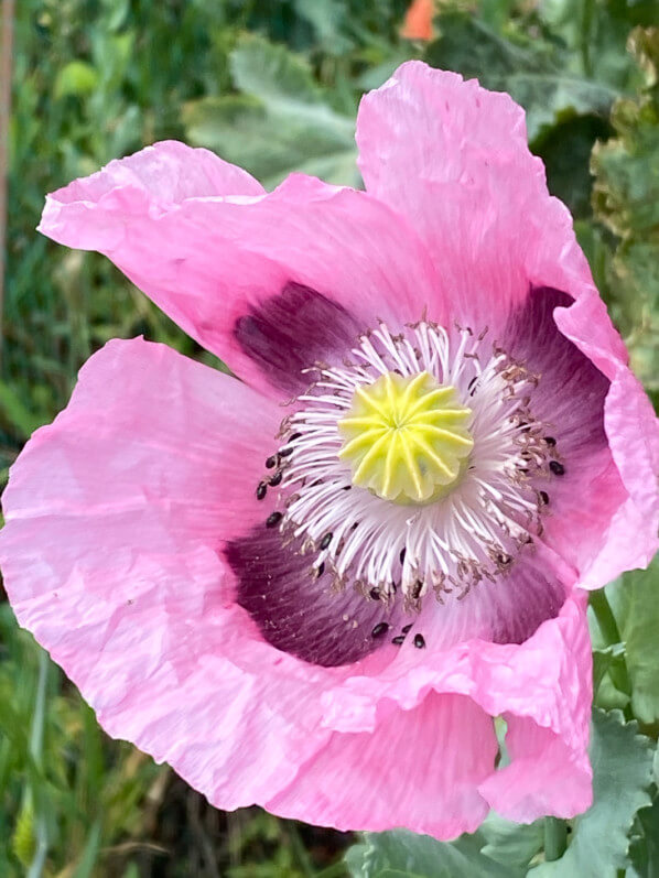 Pavot au printemps dans le Jardin des Plantes, Paris 5e (75)