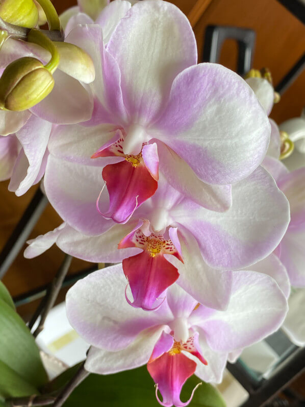 Phalaenopsis hybride, orchidée, Orchidacées, plante d'intérieur, Paris (75)