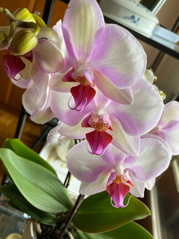 Phalaenopsis hybride, orchidée, Orchidacées, plante d'intérieur, Paris (75)