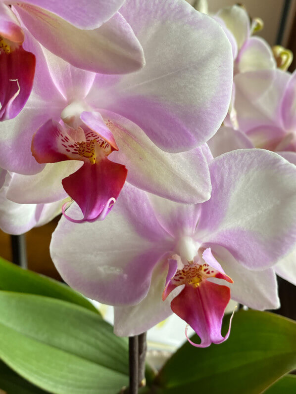 Phalaenopsis hybride, orchidée, Orchidacées, plante d'intérieur, Paris (75)