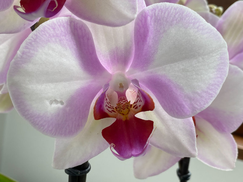 Phalaenopsis hybride, orchidée, Orchidacées, plante d'intérieur, Paris (75)