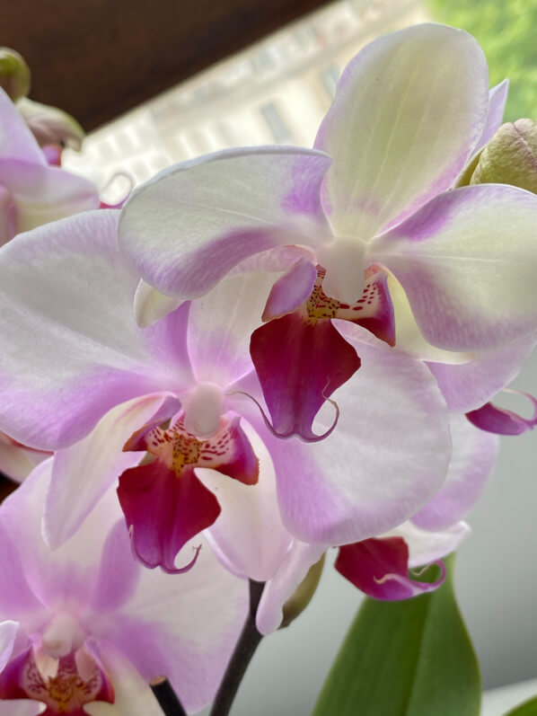 Phalaenopsis hybride, orchidée, Orchidacées, plante d'intérieur, Paris (75)