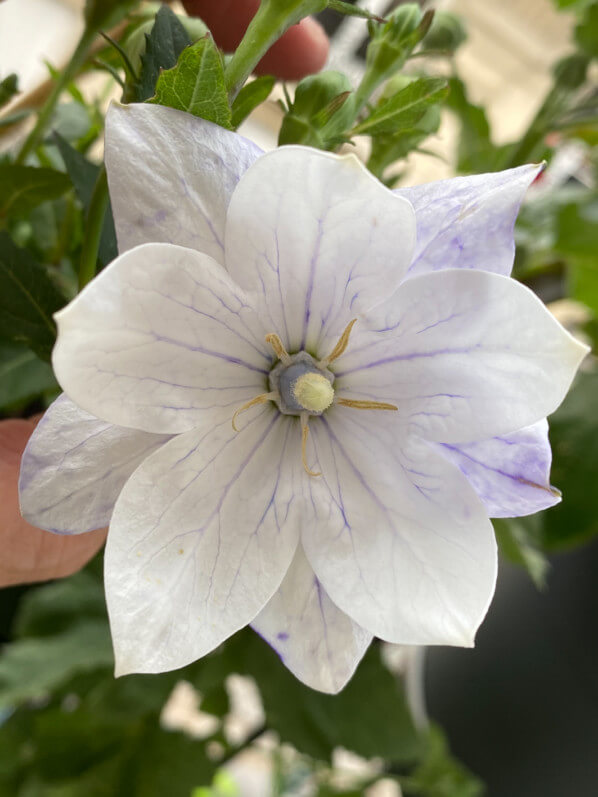 Platycodon grandiflorus 'Hakone White' au printemps sur mon balcon parisien, Paris 19e (75)