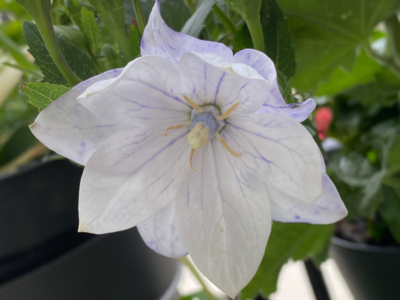 Platycodon grandiflorus 'Hakone White' au printemps sur mon balcon parisien, Paris 19e (75)