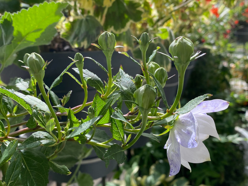 Platycodon grandiflorus 'Hakone White' au printemps sur mon balcon parisien, Paris 19e (75)