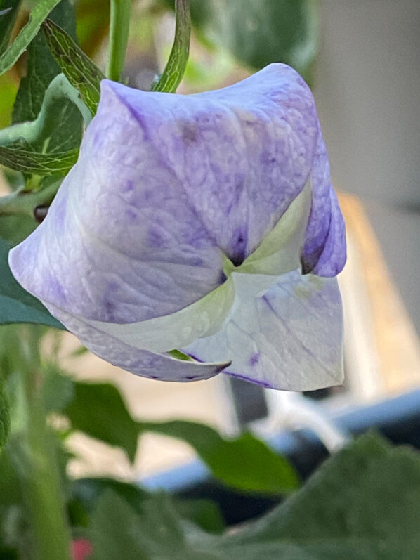 Platycodon grandiflorus 'Hakone White' au printemps sur mon balcon parisien, Paris 19e (75)