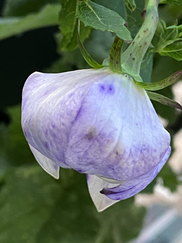 Platycodon grandiflorus 'Hakone White' au printemps sur mon balcon parisien, Paris 19e (75)