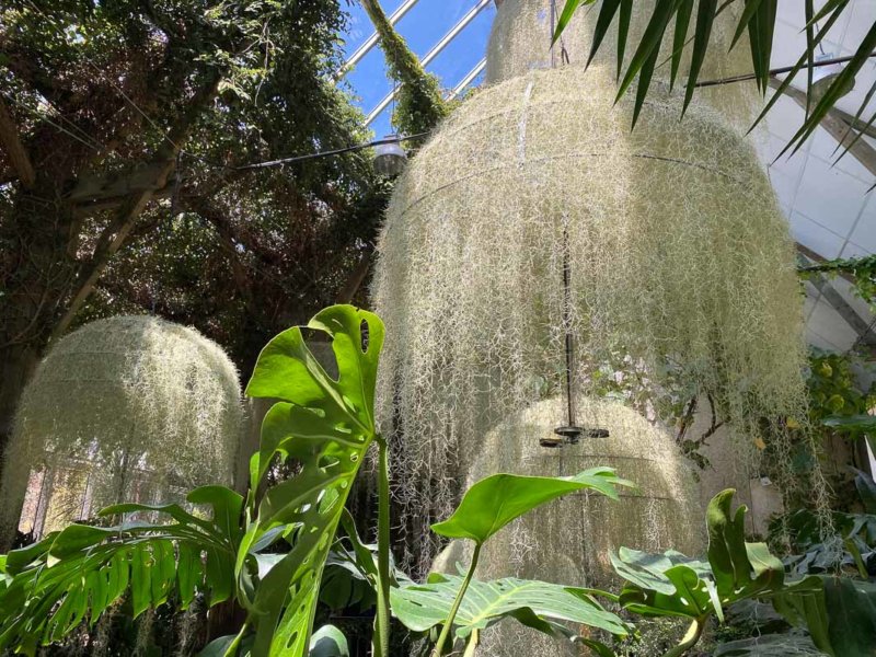 Rainforest, installation de Patrick Nadeau, Tillandsia usneoides, Broméliacées, Jardin de la Serre de la Cour de la Ferme, Festival International des Jardins de Chaumont-sur-Loire (41)