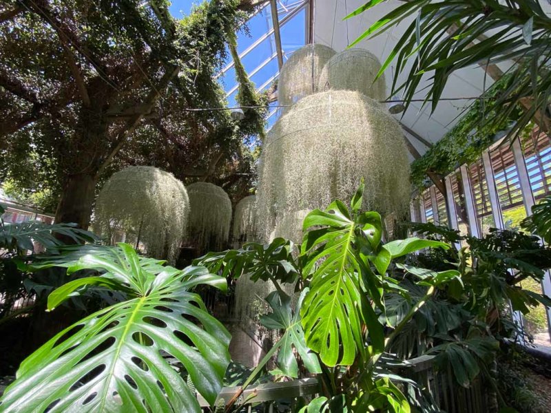 Rainforest, installation de Patrick Nadeau, Tillandsia usneoides, Broméliacées, Jardin de la Serre de la Cour de la Ferme, Festival International des Jardins de Chaumont-sur-Loire (41)