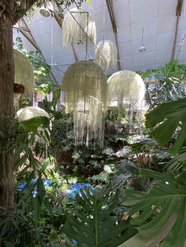 Rainforest, installation de Patrick Nadeau, Tillandsia usneoides, Broméliacées, Jardin de la Serre de la Cour de la Ferme, Festival International des Jardins de Chaumont-sur-Loire (41)