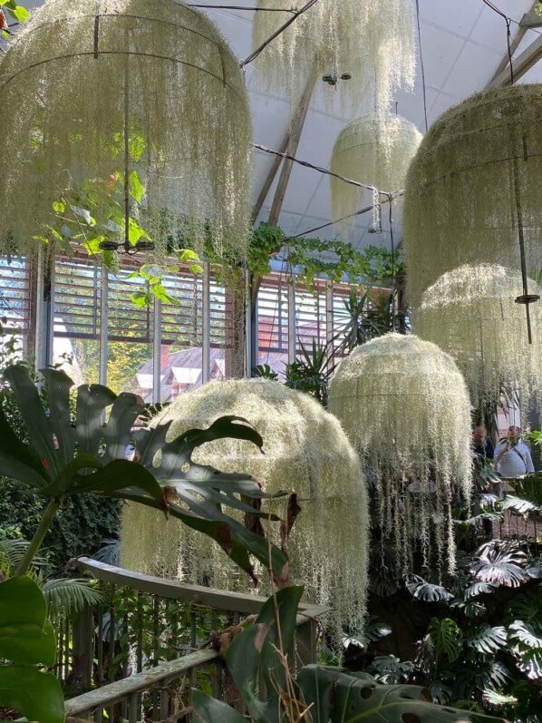 Rainforest, installation de Patrick Nadeau, Tillandsia usneoides, Broméliacées, Jardin de la Serre de la Cour de la Ferme, Festival International des Jardins de Chaumont-sur-Loire (41)