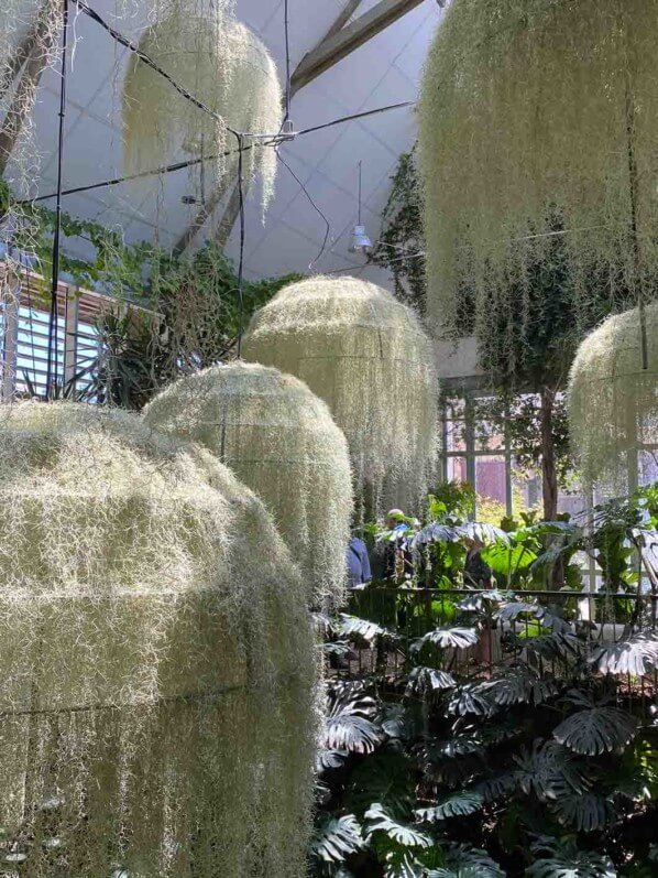 Rainforest, installation de Patrick Nadeau, Tillandsia usneoides, Broméliacées, Jardin de la Serre de la Cour de la Ferme, Festival International des Jardins de Chaumont-sur-Loire (41)