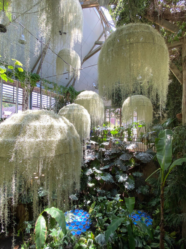 Rainforest, installation de Patrick Nadeau, Tillandsia usneoides, Broméliacées, Jardin de la Serre de la Cour de la Ferme, Festival International des Jardins de Chaumont-sur-Loire (41)